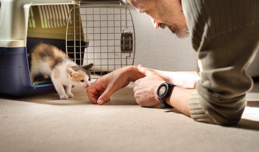 A man petting a kitten in a crate.