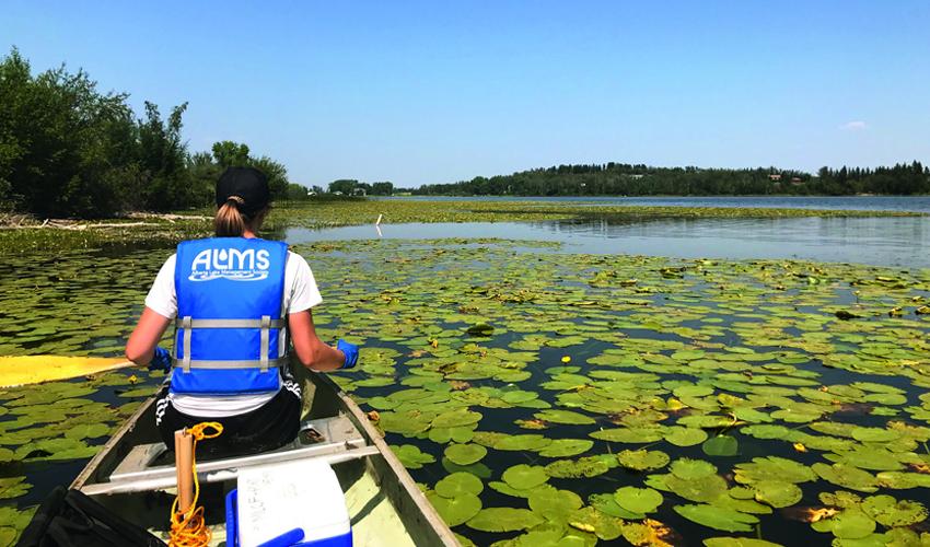 A woman is paddling a canoe on a lake full of lily pads.