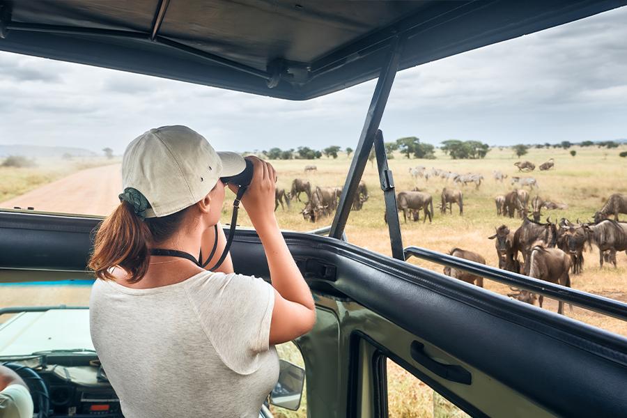 A woman looking out of a vehicle at a herd of wildebeest.