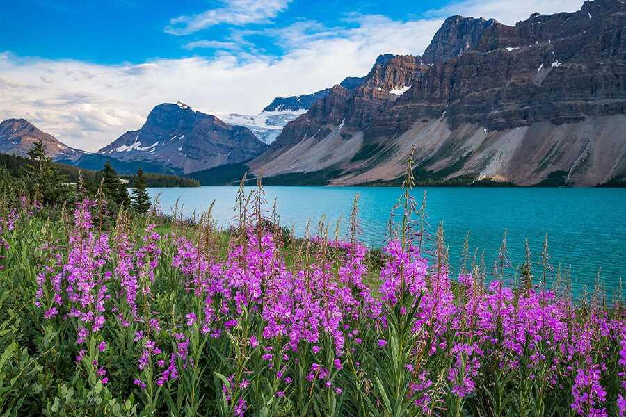 Vibrant purple flowers in the foreground with a serene turquoise lake and rugged mountain backdrop.