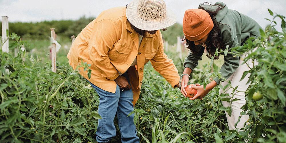 Two women picking tomatoes in a field.